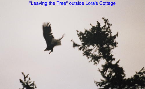 Picture of an eagle leaving the tree near Lora's Cottage